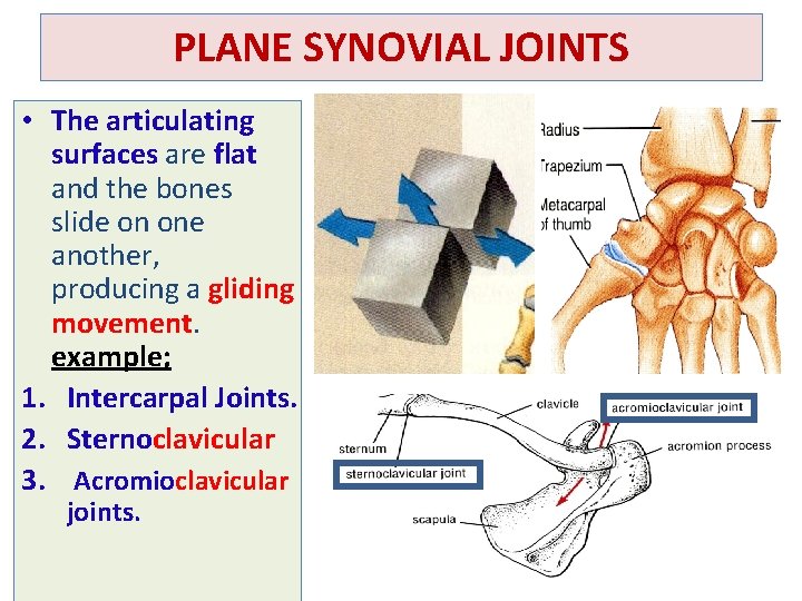 PLANE SYNOVIAL JOINTS • The articulating surfaces are flat and the bones slide on