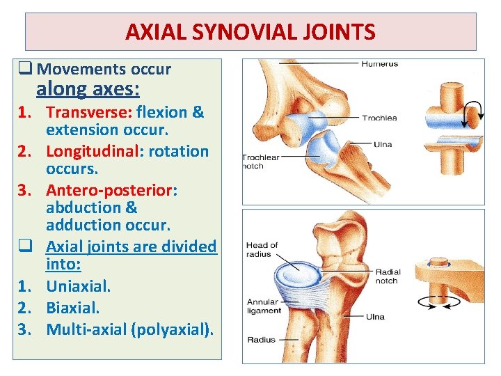 AXIAL SYNOVIAL JOINTS q Movements occur along axes: 1. Transverse: flexion & extension occur.