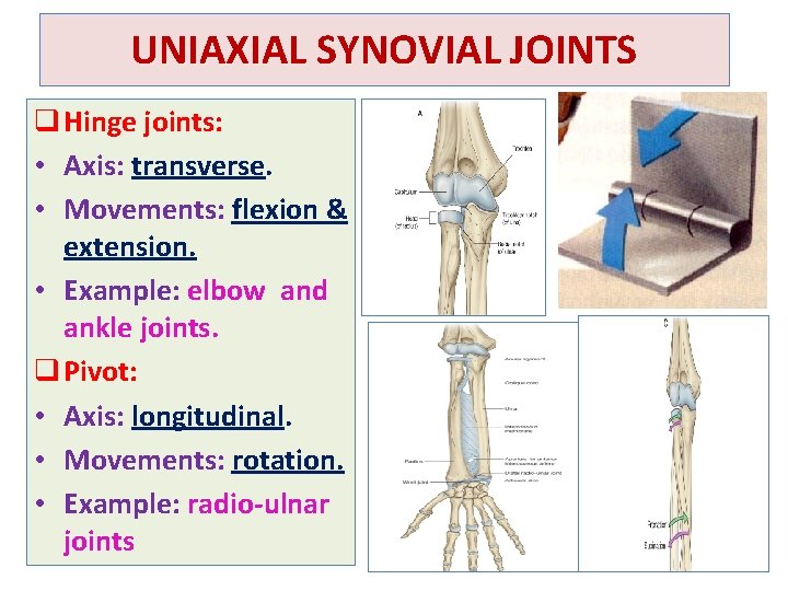 UNIAXIAL SYNOVIAL JOINTS q Hinge joints: • Axis: transverse. • Movements: flexion & extension.