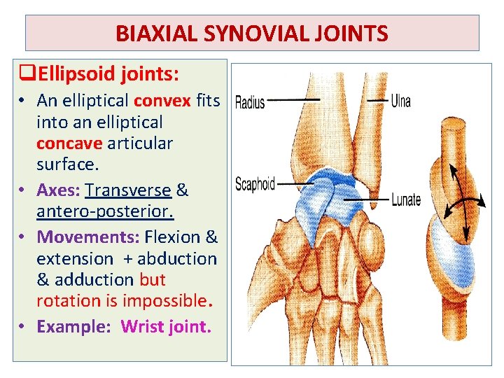 BIAXIAL SYNOVIAL JOINTS q. Ellipsoid joints: • An elliptical convex fits into an elliptical