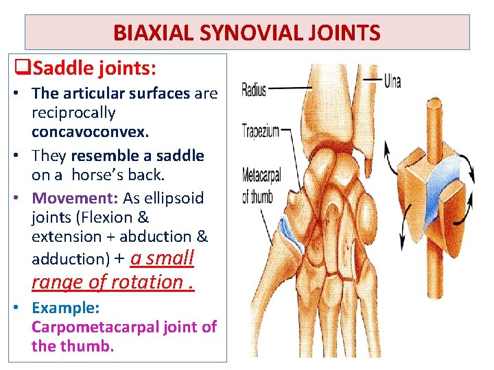 BIAXIAL SYNOVIAL JOINTS q. Saddle joints: • The articular surfaces are reciprocally concavoconvex. •