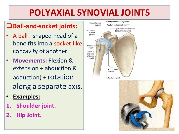 POLYAXIAL SYNOVIAL JOINTS q Ball-and-socket joints: • A ball –shaped head of a bone