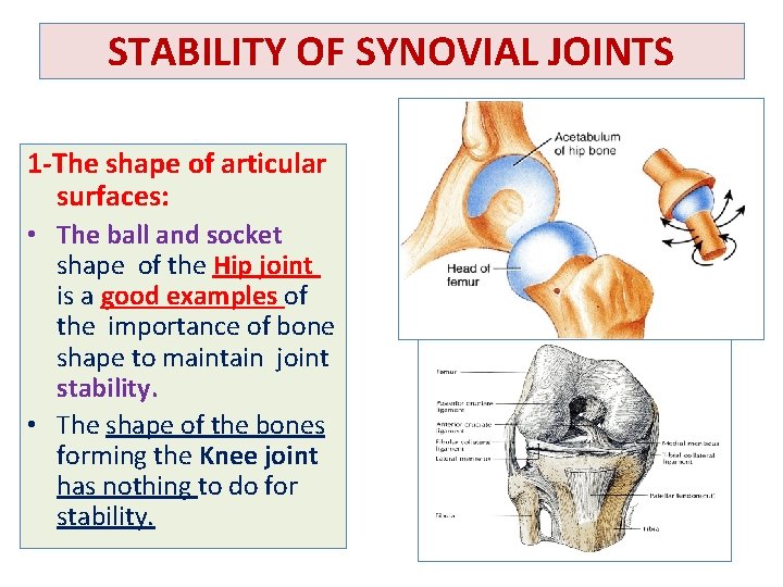 STABILITY OF SYNOVIAL JOINTS 1 -The shape of articular surfaces: • The ball and