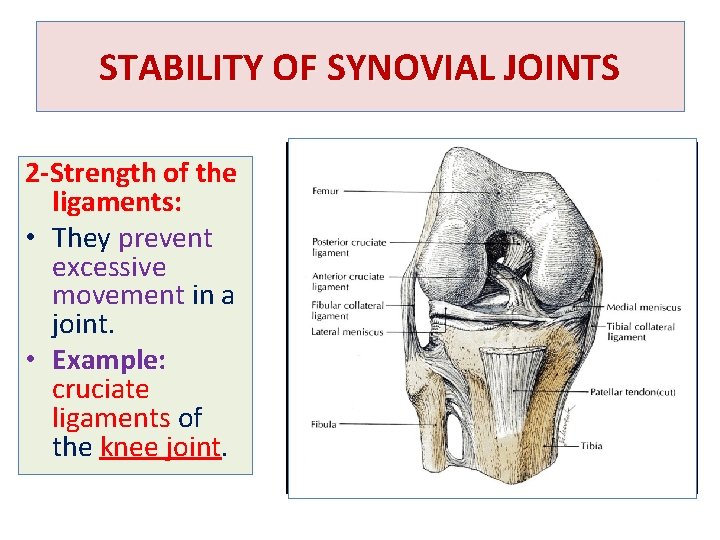 STABILITY OF SYNOVIAL JOINTS 2 -Strength of the ligaments: • They prevent excessive movement