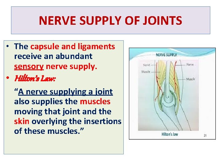 NERVE SUPPLY OF JOINTS • The capsule and ligaments receive an abundant sensory nerve