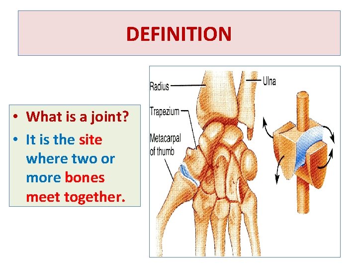 DEFINITION • What is a joint? • It is the site where two or