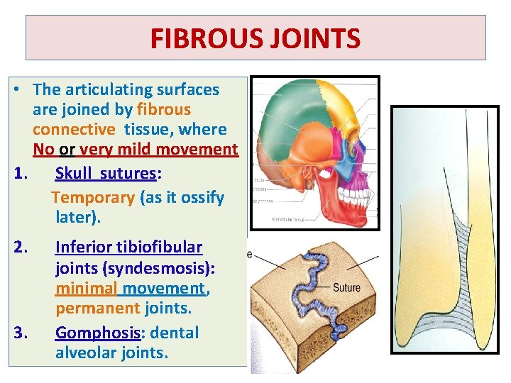 FIBROUS JOINTS • The articulating surfaces are joined by fibrous connective tissue, where No