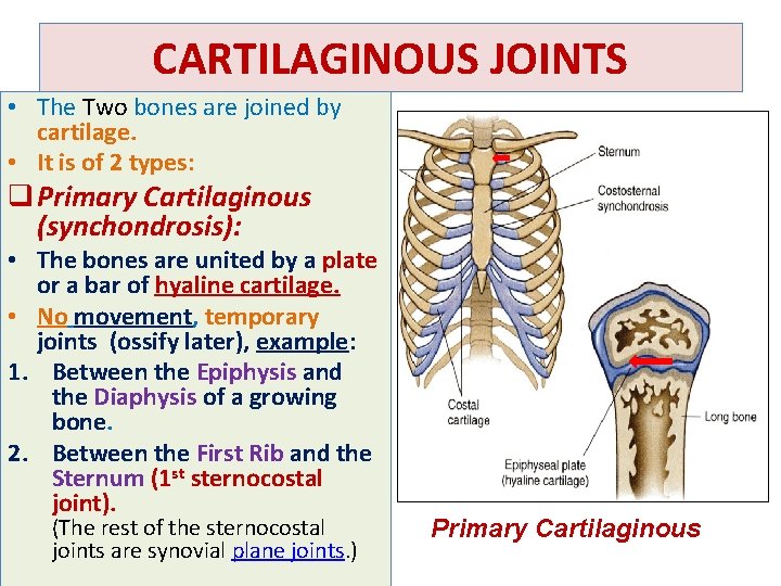 CARTILAGINOUS JOINTS • The Two bones are joined by cartilage. • It is of