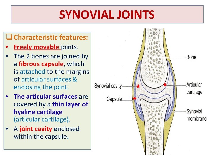 SYNOVIAL JOINTS q Characteristic features: • Freely movable joints. • The 2 bones are