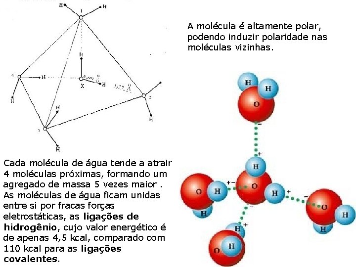 A molécula é altamente polar, podendo induzir polaridade nas moléculas vizinhas. Cada molécula de