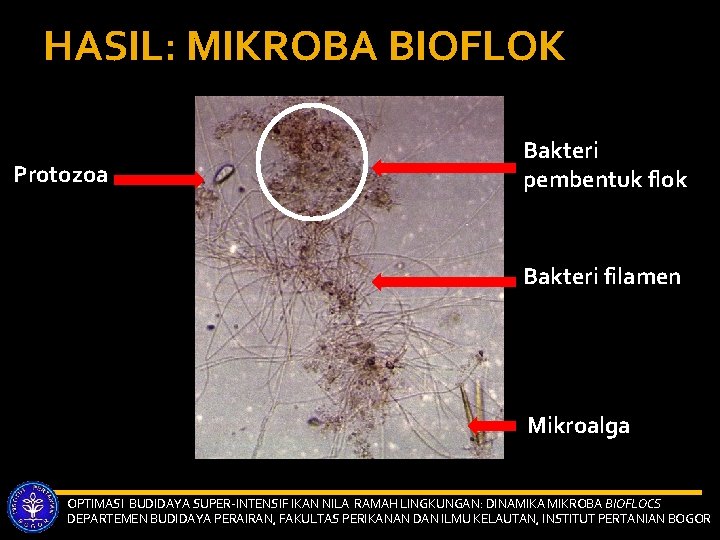 HASIL: MIKROBA BIOFLOK Protozoa Bakteri pembentuk flok Bakteri filamen Mikroalga OPTIMASI BUDIDAYA SUPER-INTENSIF IKAN