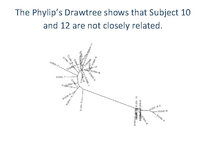 The Phylip’s Drawtree shows that Subject 10 and 12 are not closely related. 