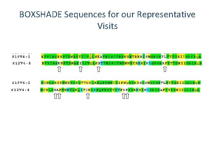 BOXSHADE Sequences for our Representative Visits 