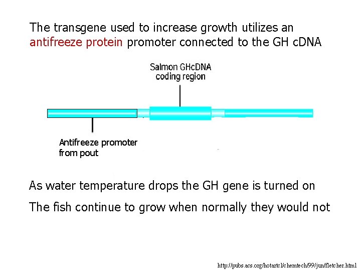 The transgene used to increase growth utilizes an antifreeze protein promoter connected to the