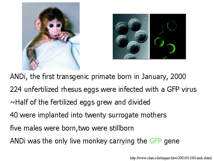  ANDi, the first transgenic primate born in January, 2000 eggs were infected with