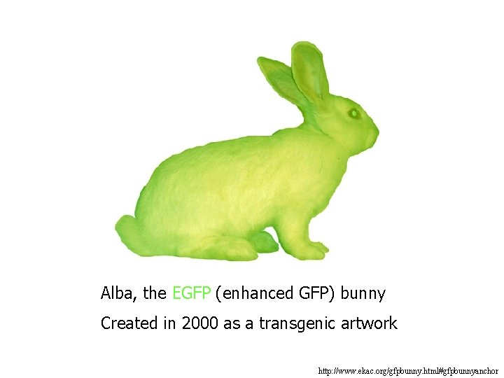 Alba, the EGFP (enhanced GFP) bunny Created in 2000 as a transgenic artwork http: