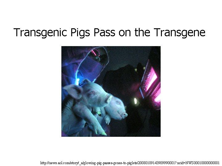 Transgenic Pigs Pass on the Transgene http: //news. aol. com/story/_a/glowing-pig-passes-genes-to-piglets/20080109143909990001? ncid=NWS 0001000001 