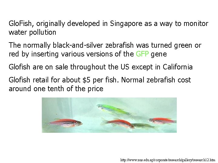 Glo. Fish, originally developed in Singapore as a way to monitor water pollution The