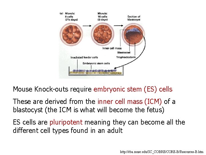 Mouse Knock-outs require embryonic stem (ES) cells These are derived from the inner cell