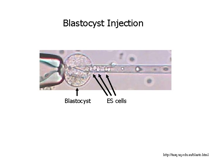 Blastocyst Injection Blastocyst ES cells http: //tasq. uq. edu. au/blasto. html 