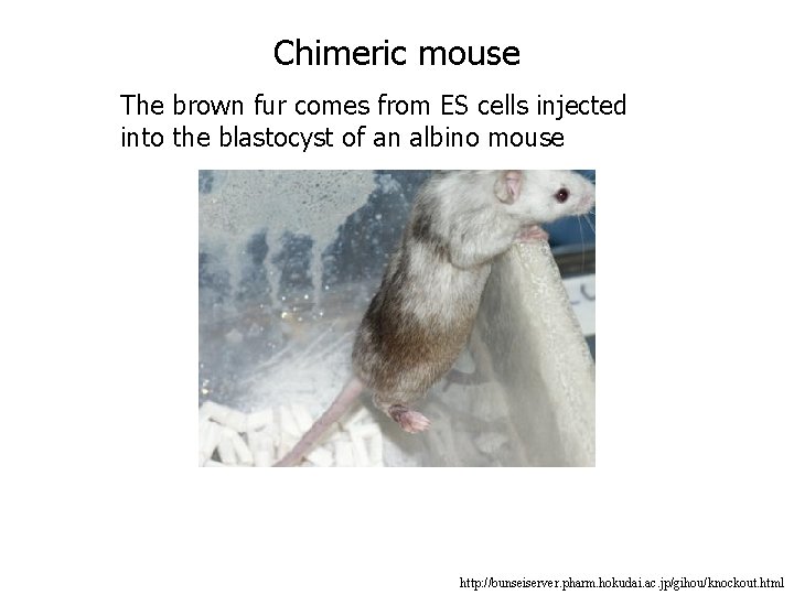Chimeric mouse The brown fur comes from ES cells injected into the blastocyst of