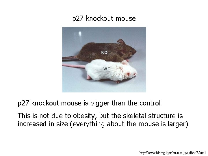 p 27 knockout mouse is bigger than the control This is not due to