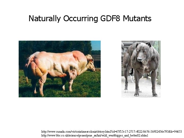Naturally Occurring GDF 8 Mutants http: //www. canada. com/victoriatimescolonist/story. html? id=67 f 15 c