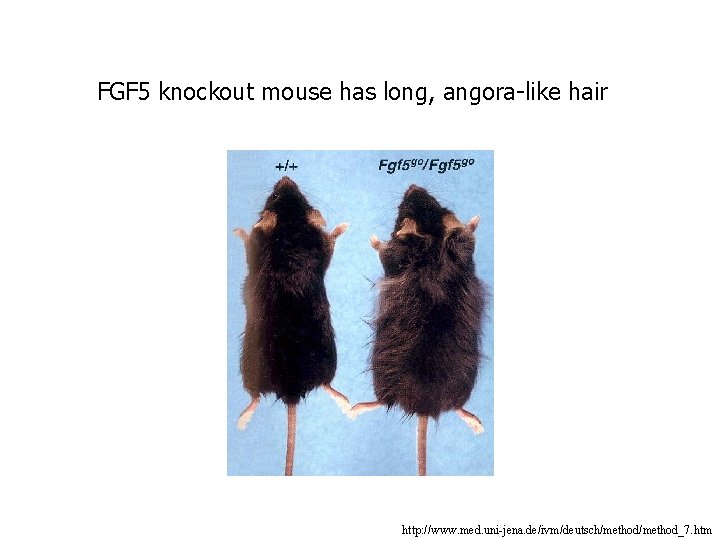 FGF 5 knockout mouse has long, angora-like hair http: //www. med. uni-jena. de/ivm/deutsch/method_7. htm