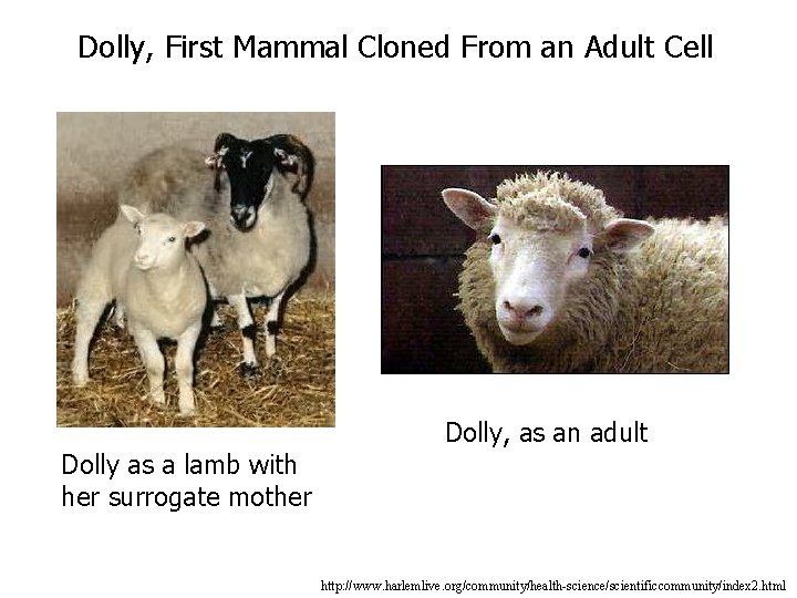 Dolly, First Mammal Cloned From an Adult Cell Dolly as a lamb with her