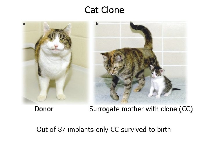 Cat Clone Donor Surrogate mother with clone (CC) Out of 87 implants only CC