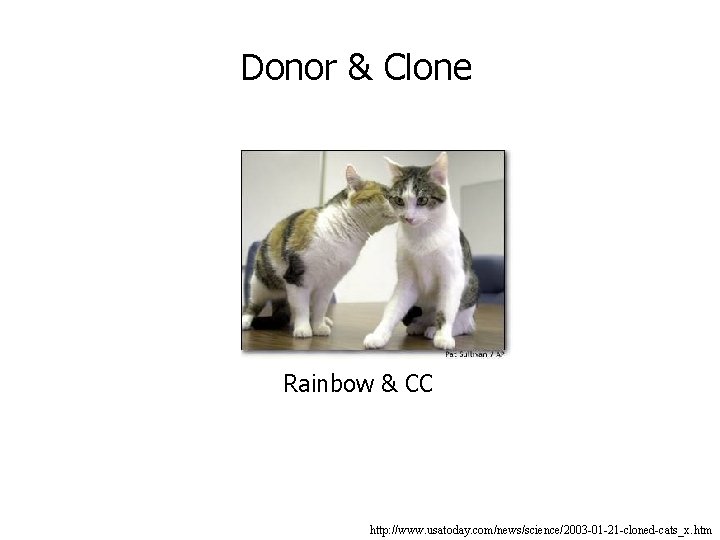 Donor & Clone Rainbow & CC http: //www. usatoday. com/news/science/2003 -01 -21 -cloned-cats_x. htm