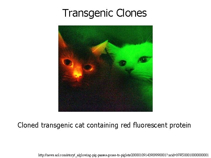 Transgenic Clones Cloned transgenic cat containing red fluorescent protein http: //news. aol. com/story/_a/glowing-pig-passes-genes-to-piglets/20080109143909990001? ncid=NWS