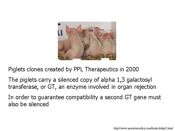 Piglets clones created by PPL Therapeutics in 2000 The piglets carry a silenced copy