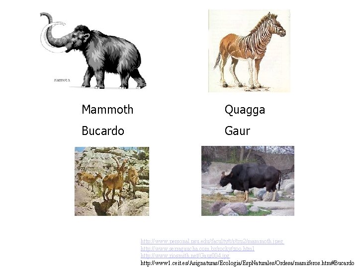 Mammoth Quagga Bucardo Gaur http: //www. personal. psu. edu/faculty/t/r/trp 2/mammoth. jpeg http: //www. serragaucha.
