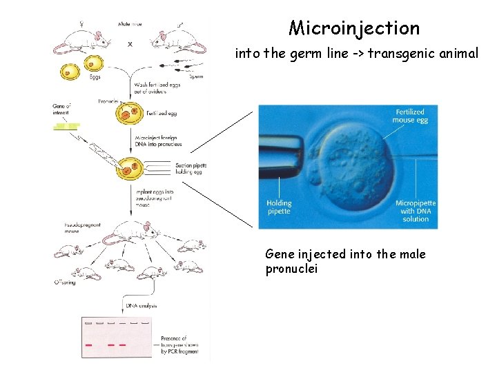 Microinjection into the germ line -> transgenic animal Gene injected into the male pronuclei