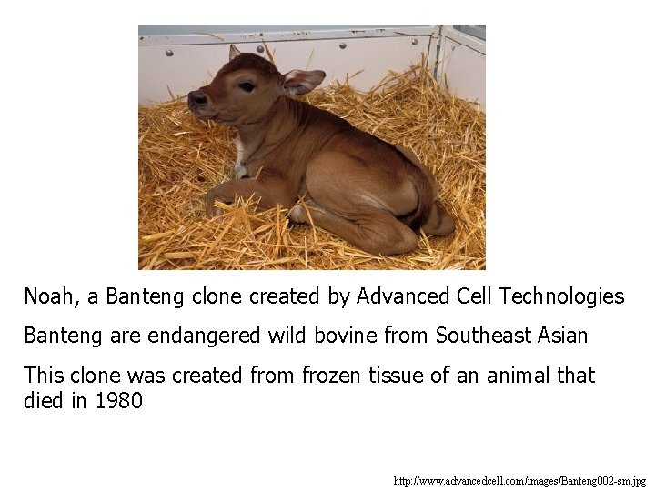 Noah, a Banteng clone created by Advanced Cell Technologies Banteng are endangered wild bovine