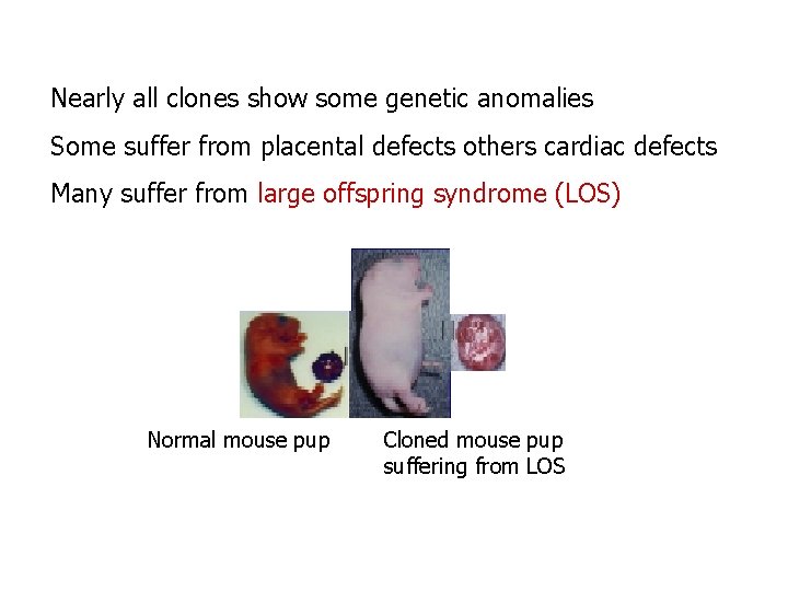 Nearly all clones show some genetic anomalies Some suffer from placental defects others cardiac