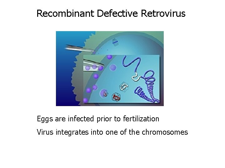 Recombinant Defective Retrovirus Eggs are infected prior to fertilization Virus integrates into one of