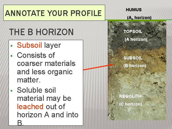 ANNOTATE YOUR PROFILE THE B HORIZON • • • Subsoil layer Consists of coarser