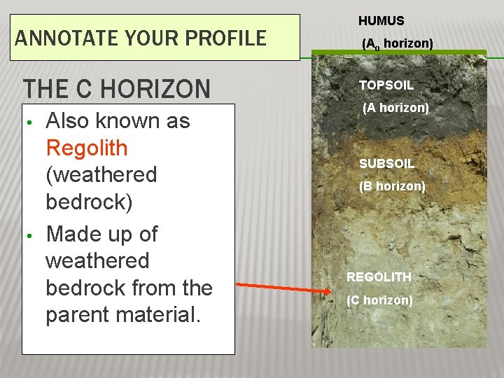 ANNOTATE YOUR PROFILE THE C HORIZON • • Also known as Regolith (weathered bedrock)