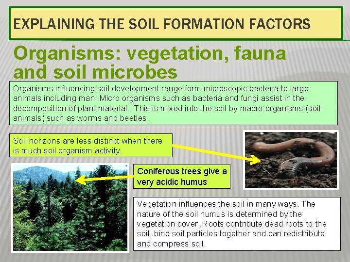 EXPLAINING THE SOIL FORMATION FACTORS Organisms: vegetation, fauna and soil microbes Organisms influencing soil