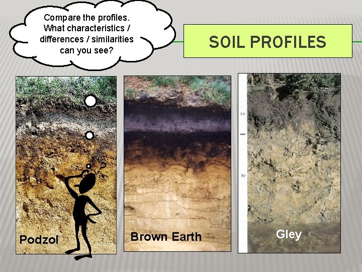 Compare the profiles. What characteristics / differences / similarities can you see? Podzol Brown