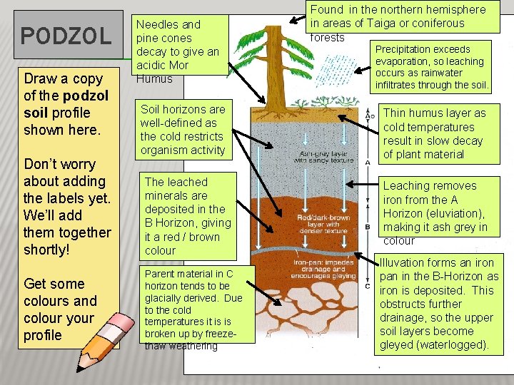 PODZOL Draw a copy of the podzol soil profile shown here. Don’t worry about