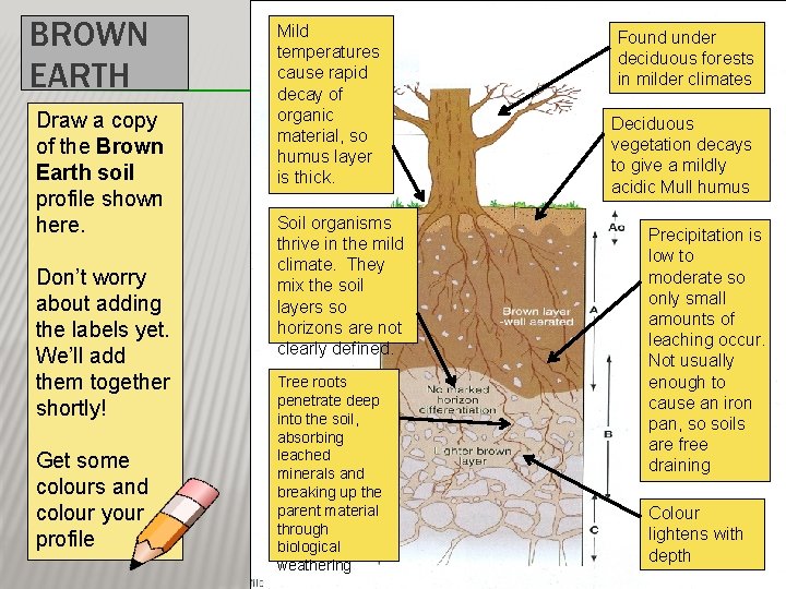 BROWN EARTH Draw a copy of the Brown Earth soil profile shown here. Don’t