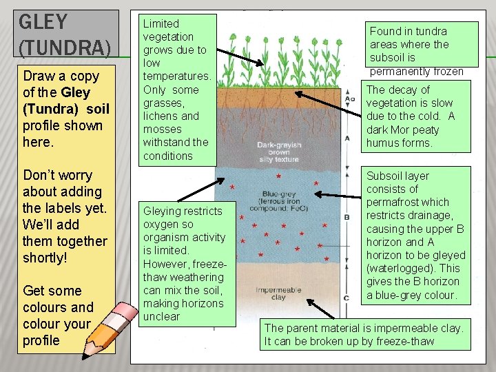 GLEY (TUNDRA) Draw a copy of the Gley (Tundra) soil profile shown here. Don’t