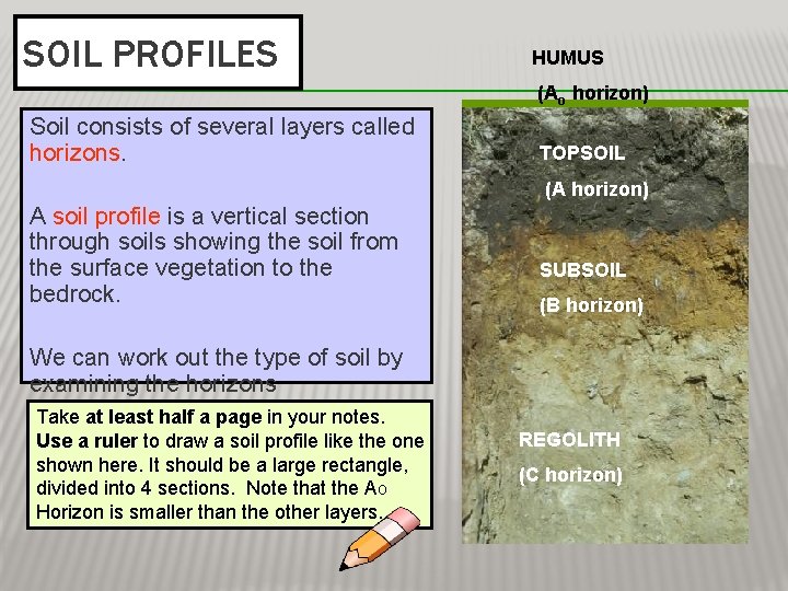 SOIL PROFILES HUMUS (Ao horizon) Soil consists of several layers called horizons. TOPSOIL (A
