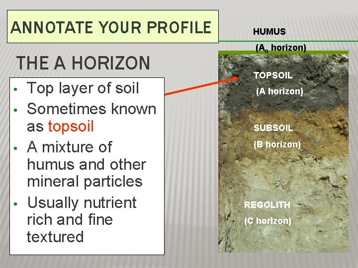 ANNOTATE YOUR PROFILE THE A HORIZON • • Top layer of soil Sometimes known