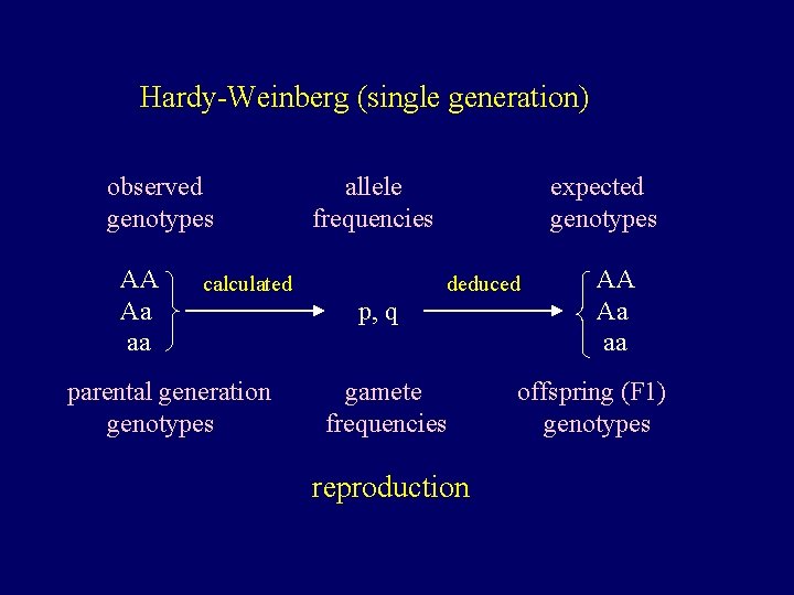 Hardy-Weinberg (single generation) observed genotypes AA Aa aa calculated parental generation genotypes allele frequencies