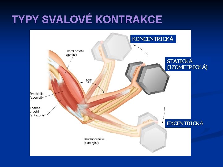 TYPY SVALOVÉ KONTRAKCE KONCENTRICKÁ STATICKÁ (IZOMETRICKÁ) EXCENTRICKÁ 