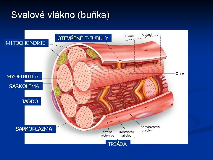 Svalové vlákno (buňka) MITOCHONDRIE OTEVŘENÉ T-TUBULY MYOFIBRILA SARKOLEMA JÁDRO SARKOPLAZMA TRIÁDA 